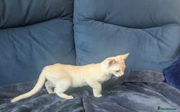 Burmese cats for sale: Burmese Red Male Kitten  - Advert 3
