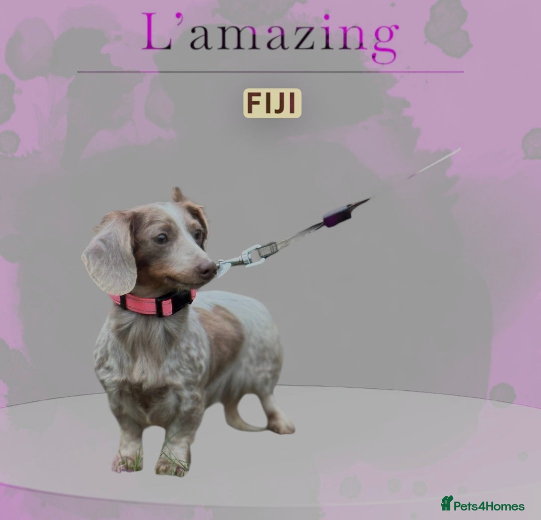 Miniature Dachshund dogs for sale: RE-OPENED AD 2x KC mini long haired 5* ready now  - Advert 13