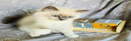 Ragdoll cats for sale: GCCF REGISTERED DNA TESTED PARENTS - Advert 6