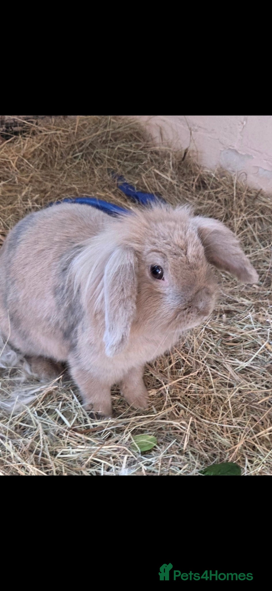 Lionhead rabbits for sale: FLOWER🩷🌼 - Advert 1