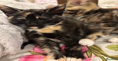 Mixed Breed cats - Advert 3
