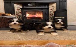 Bernese Mountain Dog dogs for sale: KC Registered BMD Available  - Image 4