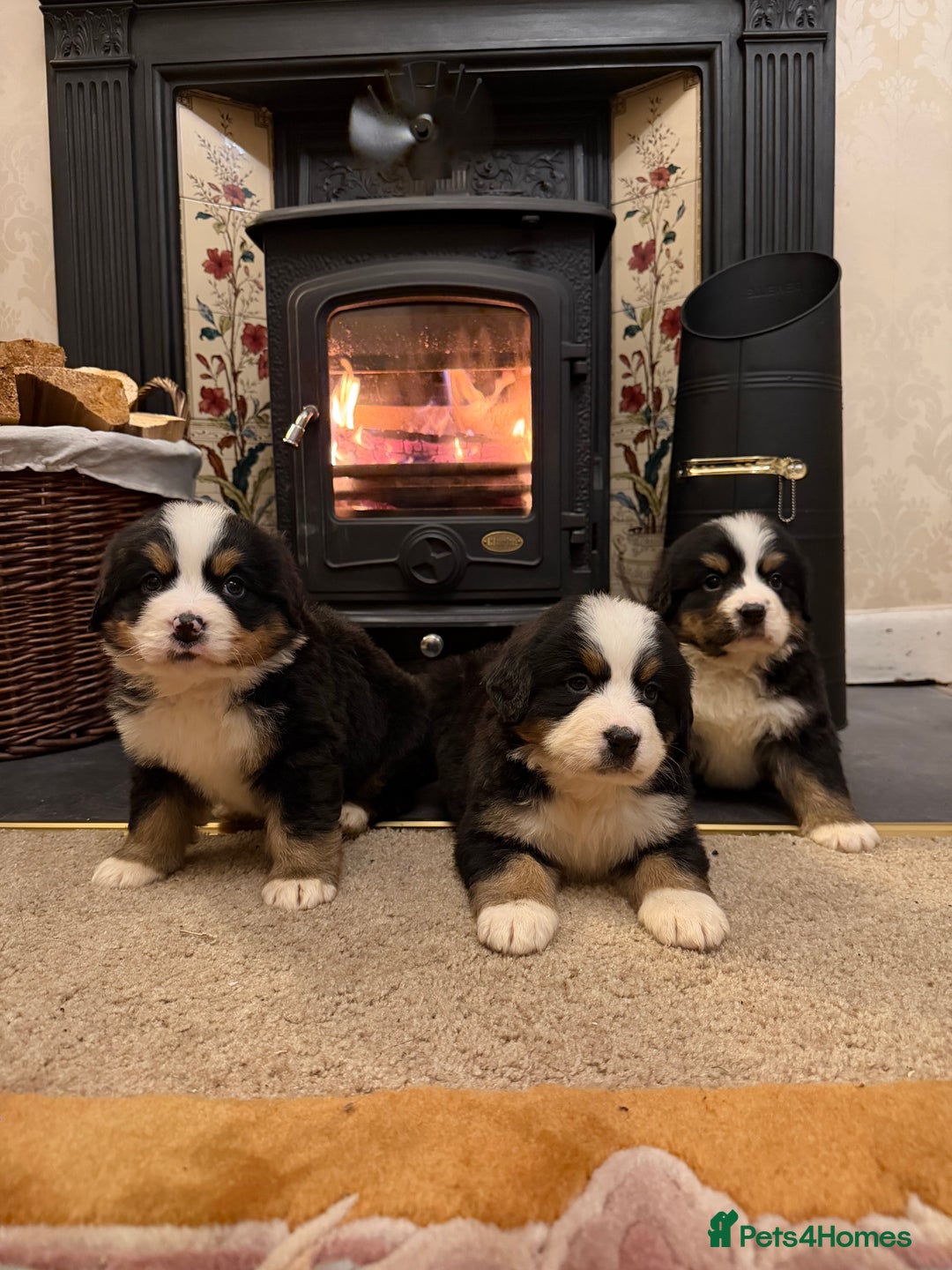 Bernese Mountain Dog dogs for sale: KC Registered BMD Available  - Image 4