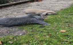 Mini Lion Lop rabbits for sale: Mini lop - Image 12