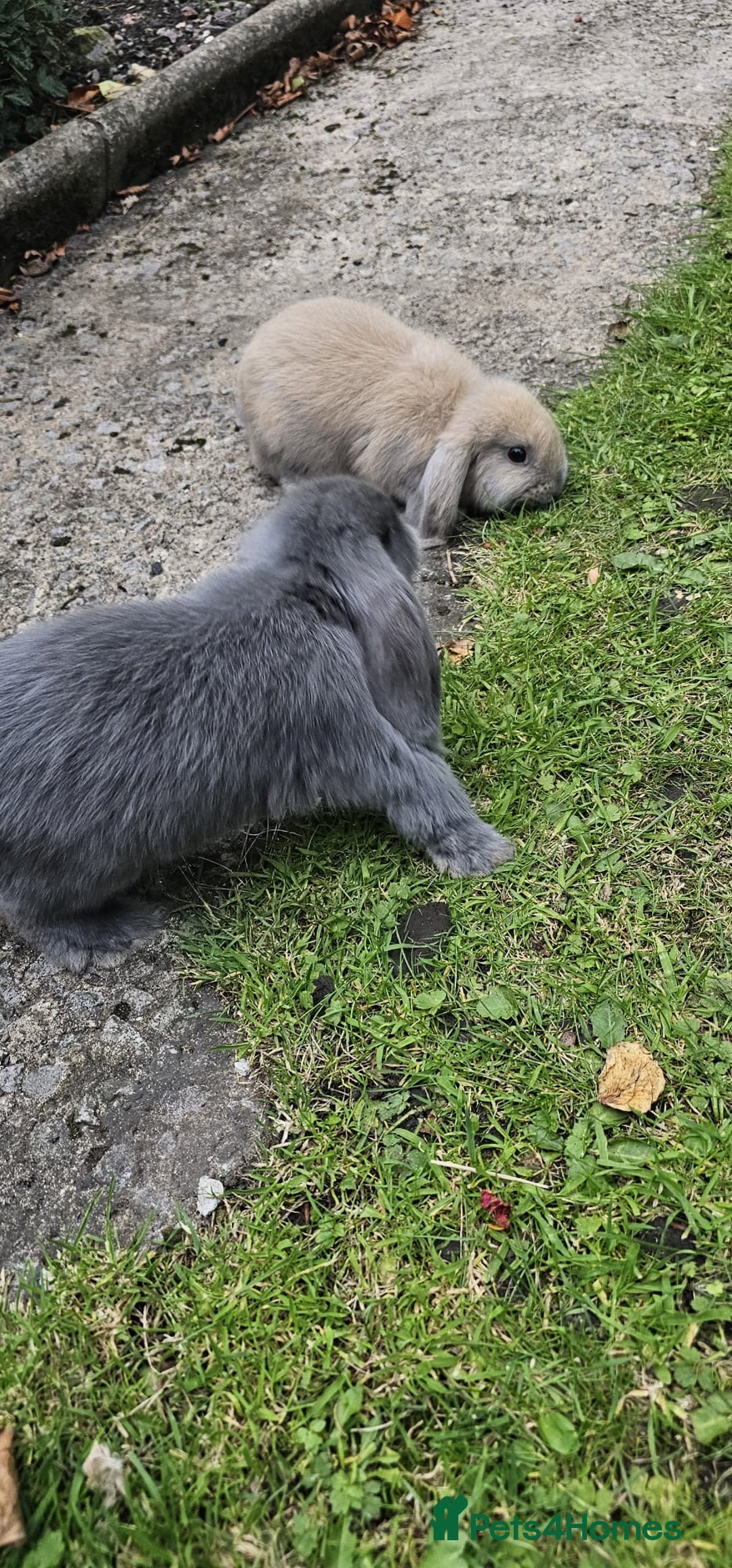 Mini Lion Lop rabbits for sale: Mini lop - Image 12
