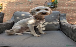 Cockapoo dogs for sale: 1 year old Cockapoo - Image 2