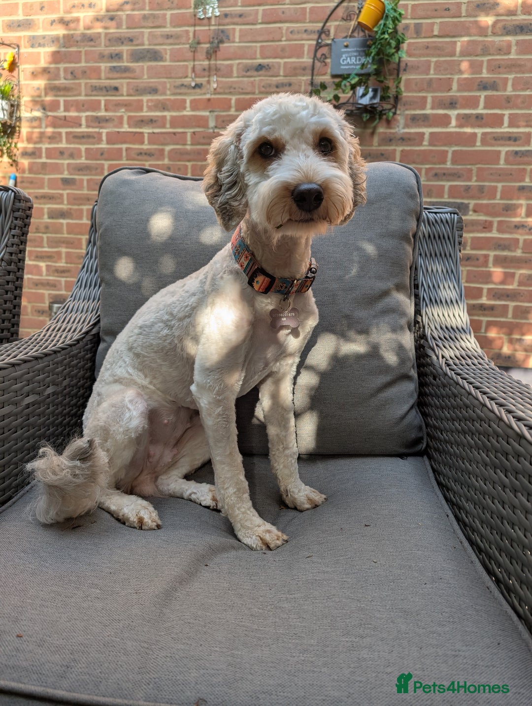 Cockapoo dogs for sale: 1 year old Cockapoo - Image 2