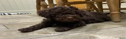 Lagotto Romagnolo dogs for sale: Lagotto romagnolo Puppies  - Advert 7