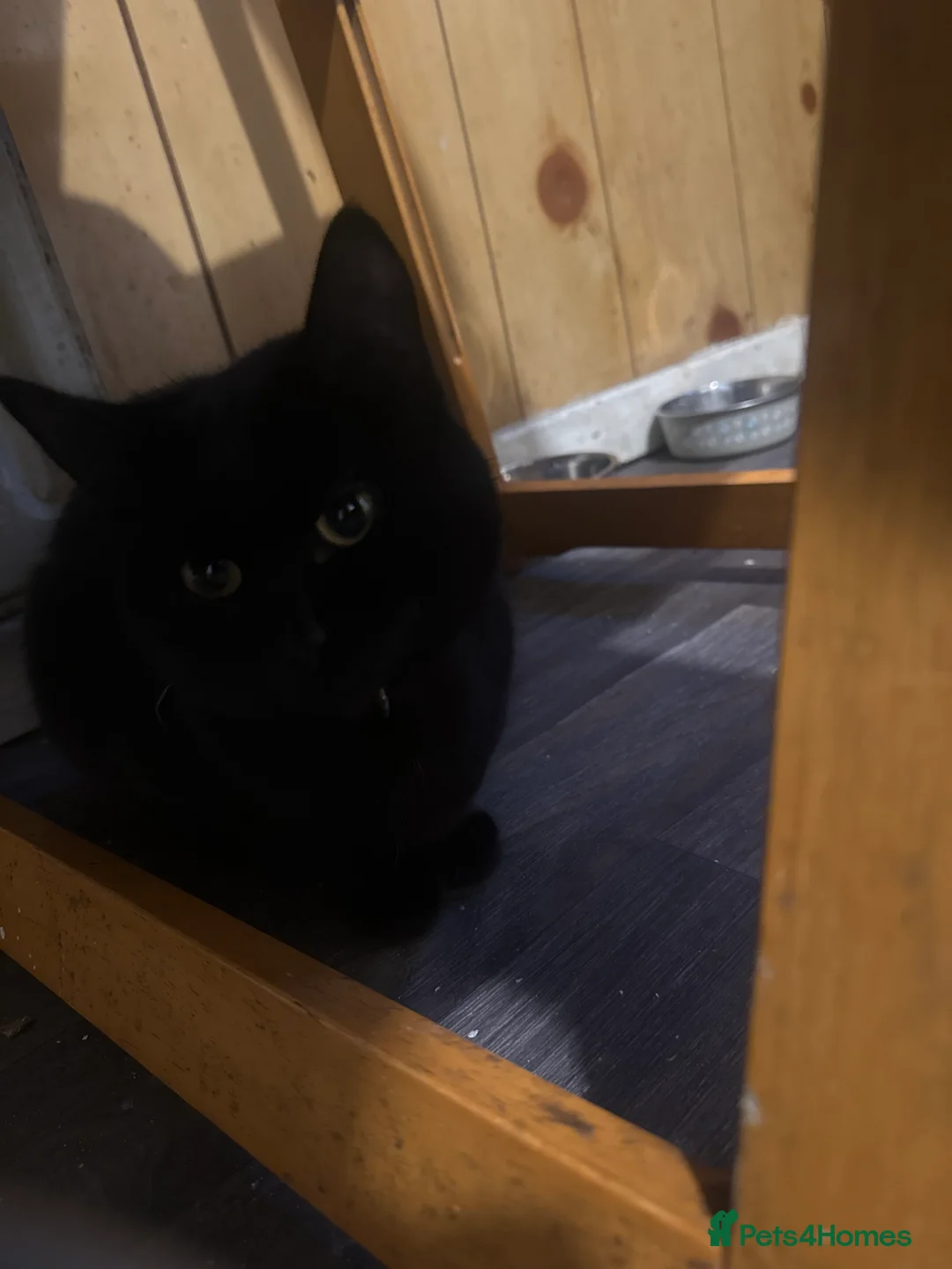 Domestic Shorthair cats for sale: Mother and Kitten  - Advert 2