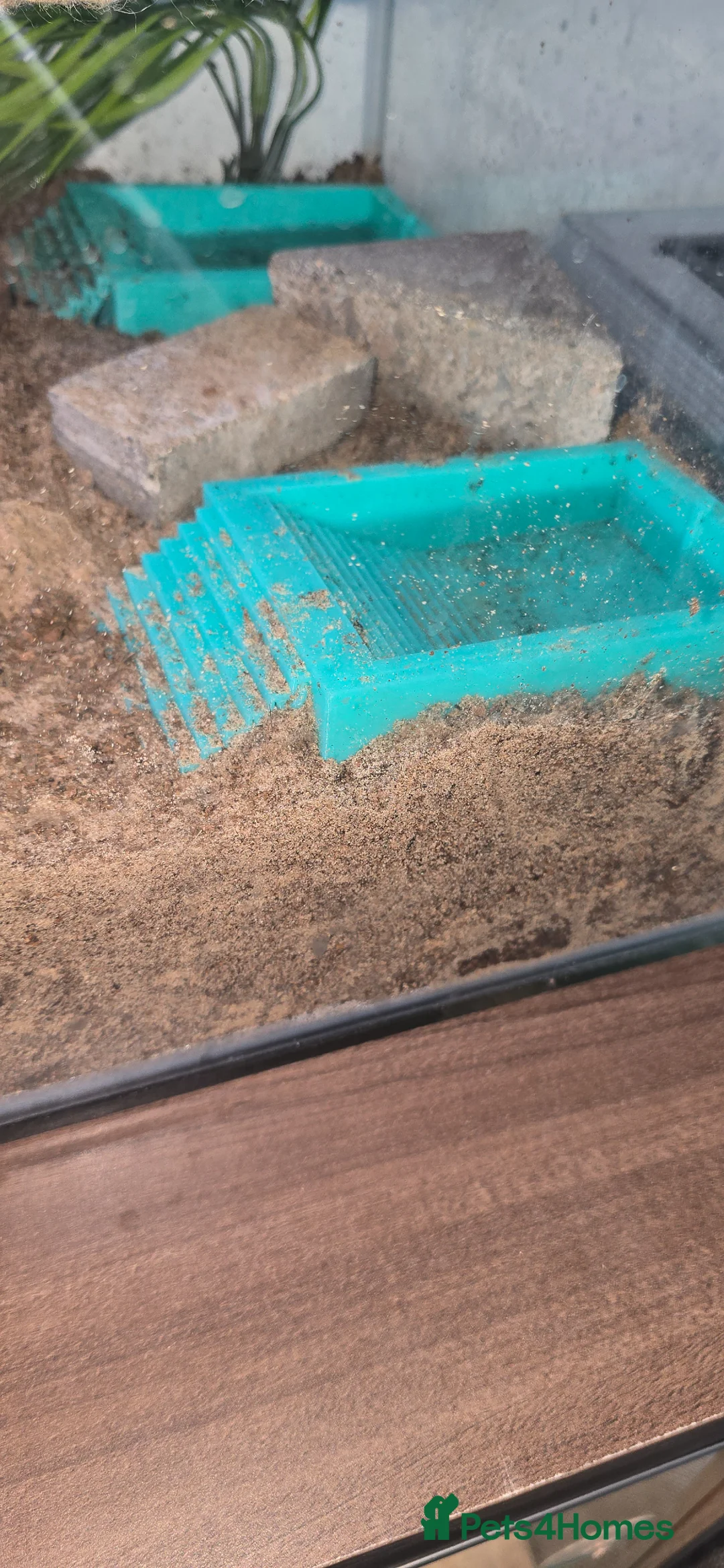 Crabs invertebrates for sale: 2 hermit crabs and full set up  - Advert 2