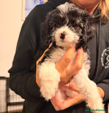 Cavapoo dogs READY NOW Female Cavapoo health tested parents - Advert 2