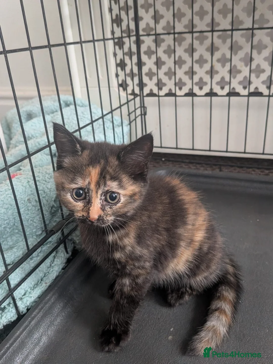 Mixed Breed cats for sale: Kittens for sale Kirkby - in- Ashfield in Nottingham - Advert 7