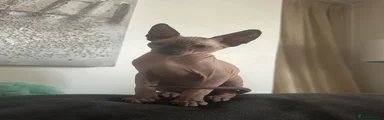 Sphynx 1