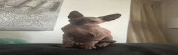 Sphynx cats for sale: Sphinx 2boys kitchens - Advert 11