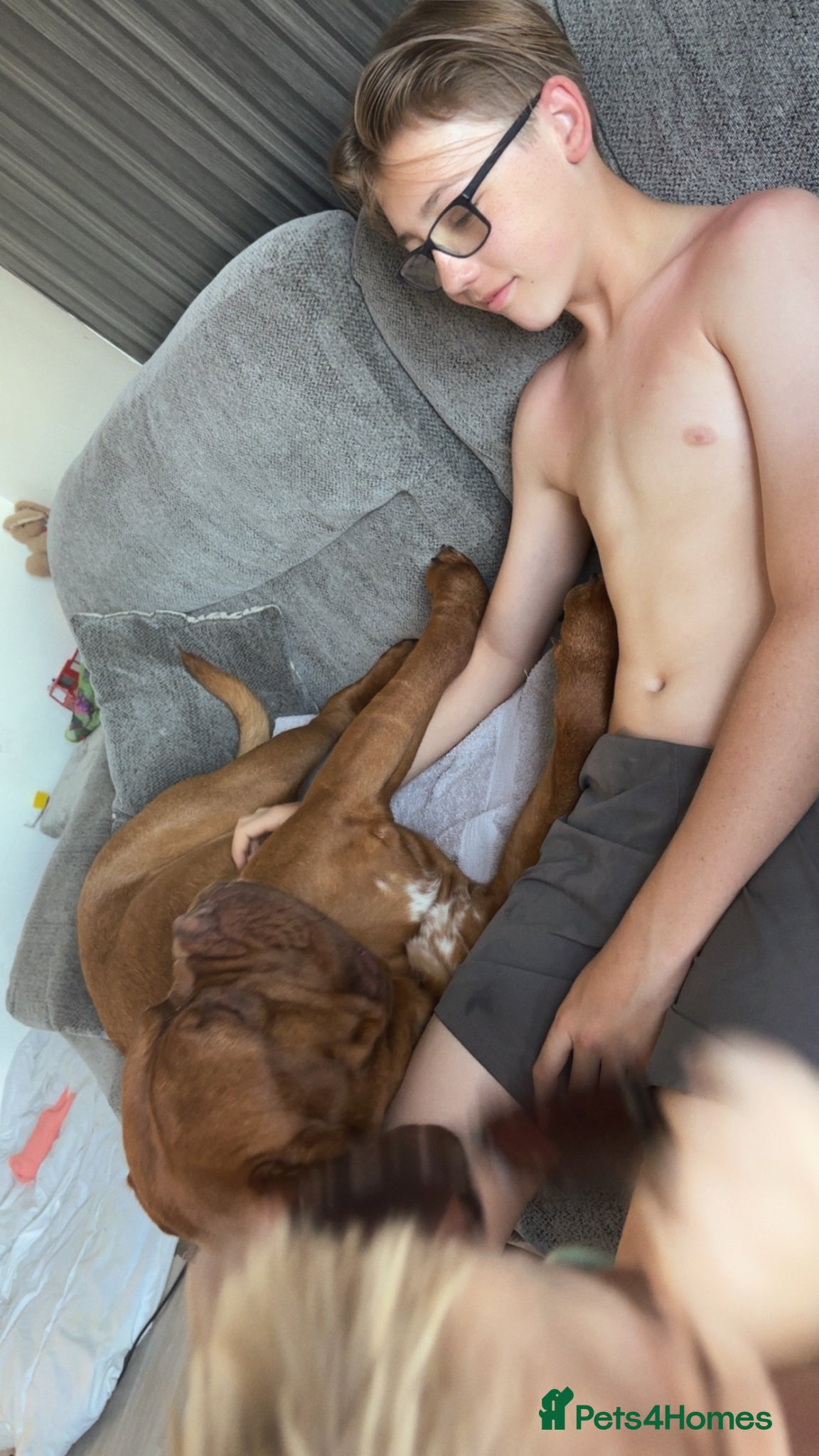 Dogue De Bordeaux dogs for sale: Beautiful big boy  - Advert 10