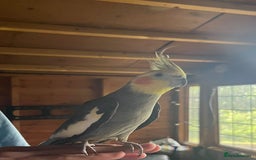 Cockatiels birds for sale: Two male cockatiels - Advert 8