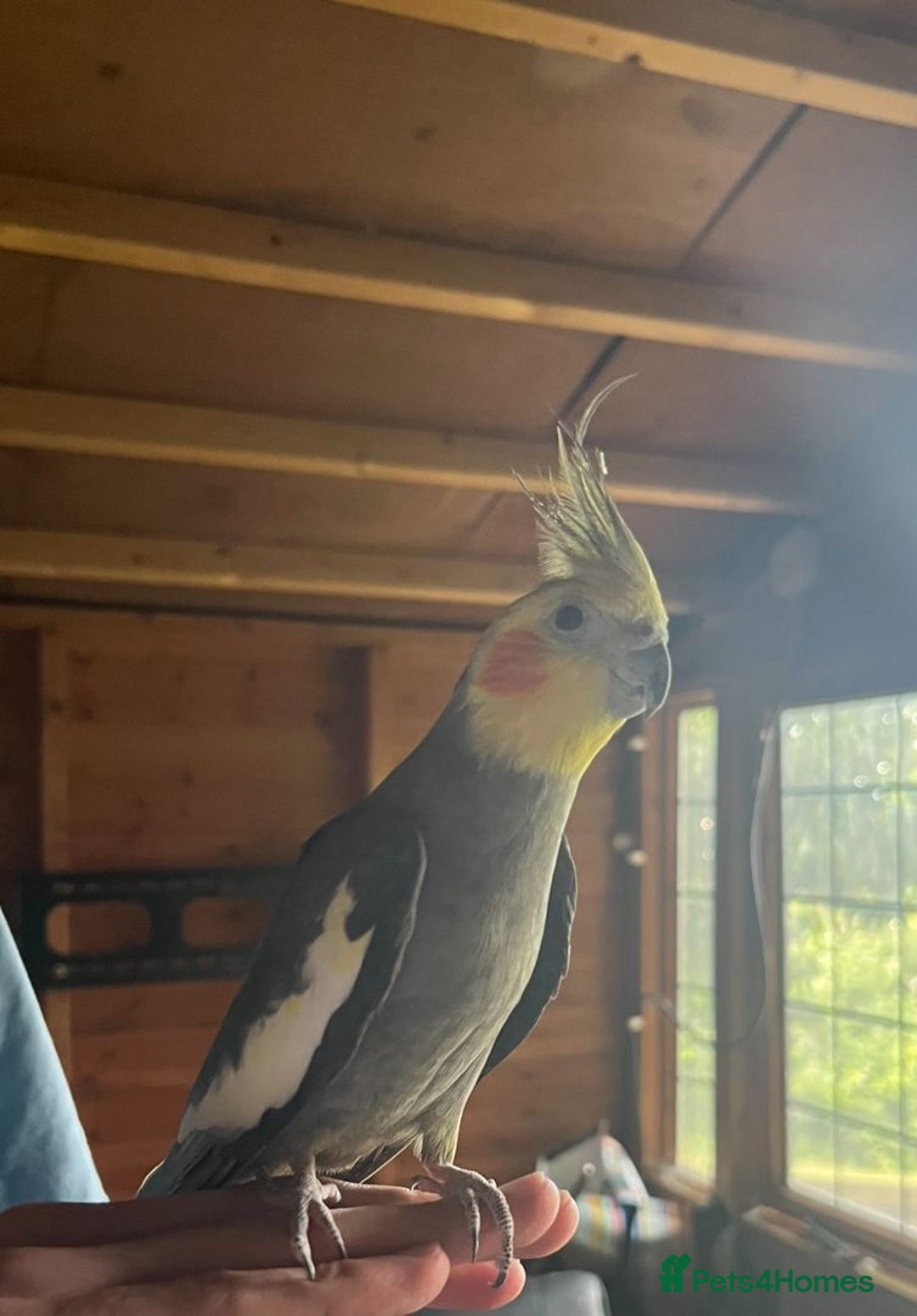 Cockatiels birds for sale: Two male cockatiels - Advert 8