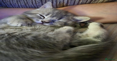 British Shorthair cats - Advert 2