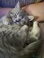 British Shorthair cats - Advert 8