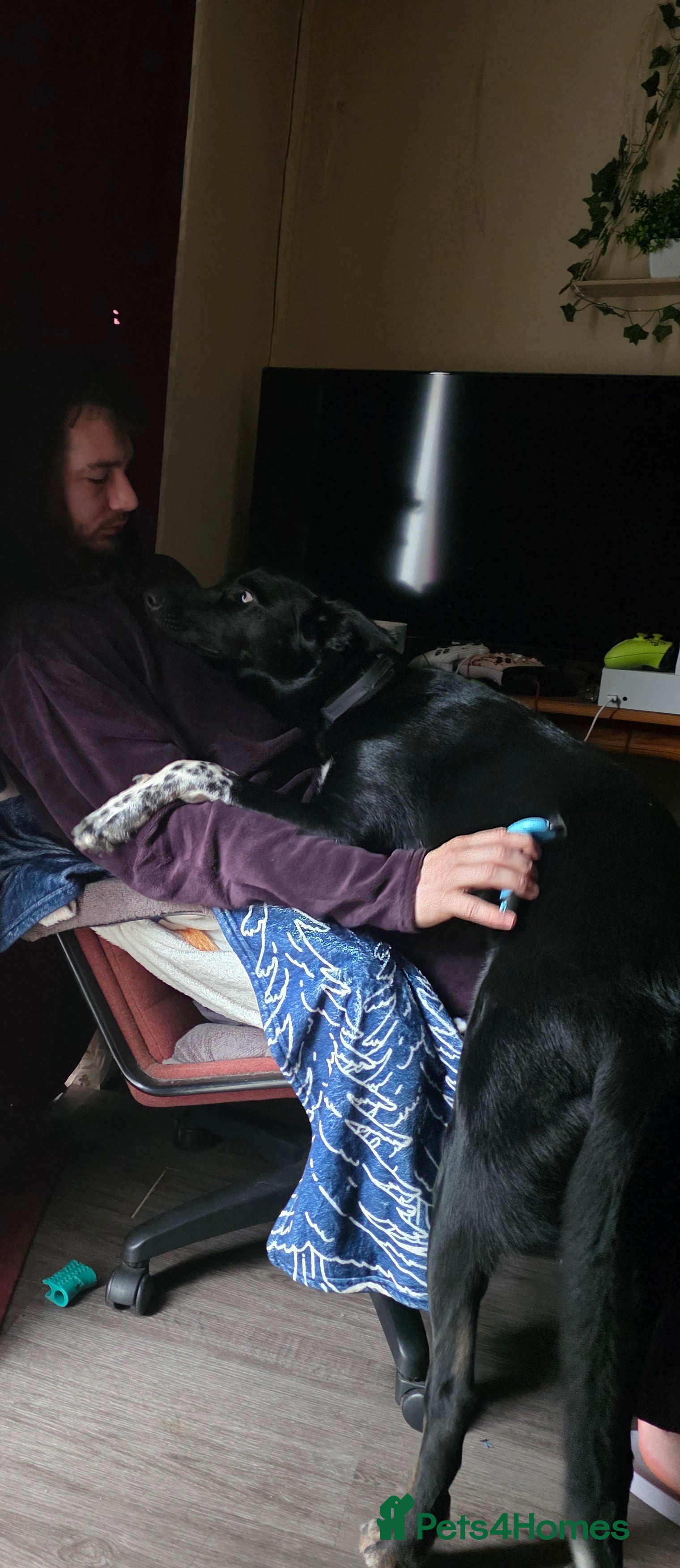 Mixed Breed dogs 10 month old boy named odin - Advert 2