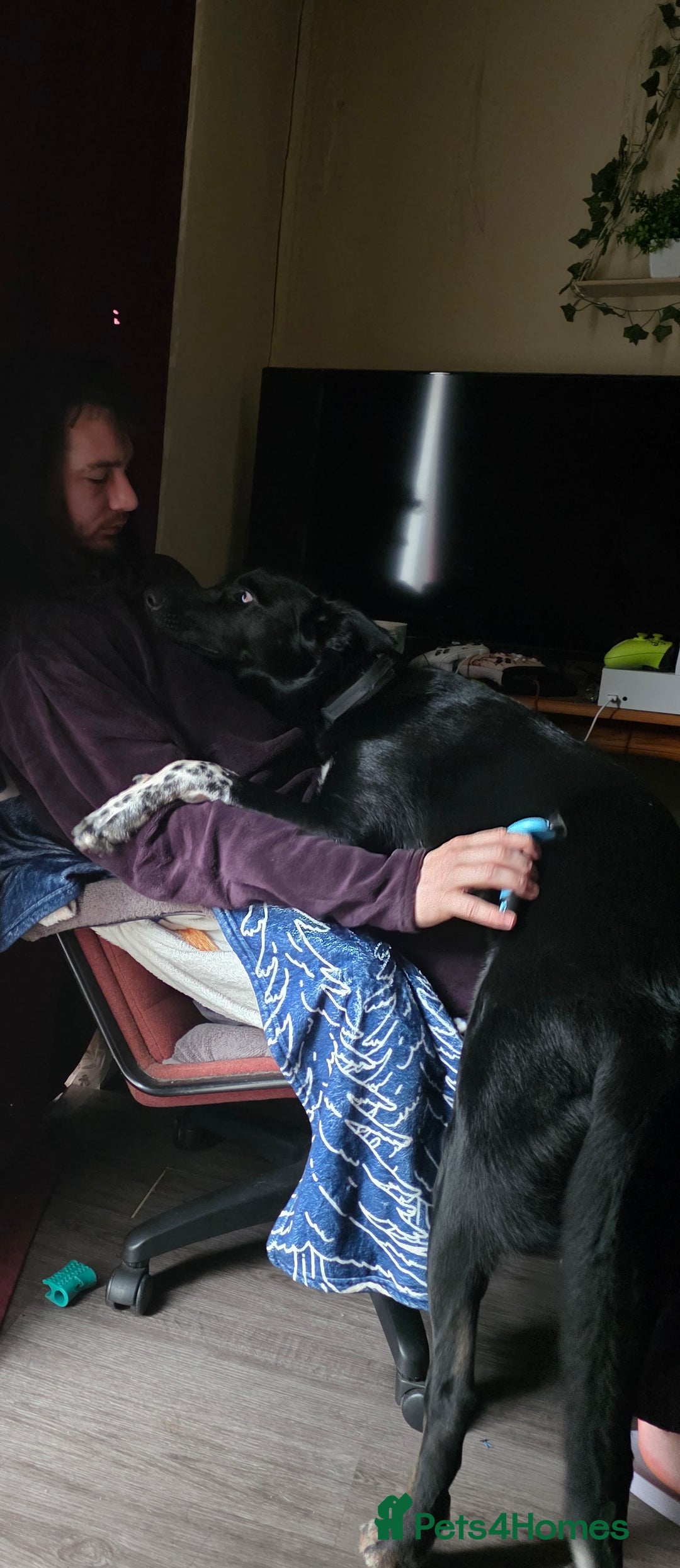 Mixed Breed dogs for sale: 10 month old boy named odin - Advert 1