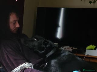 Mixed Breed dogs 10 month old boy named odin - Advert 14