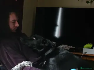 Mixed Breed dogs 10 month old boy named odin - Advert 9