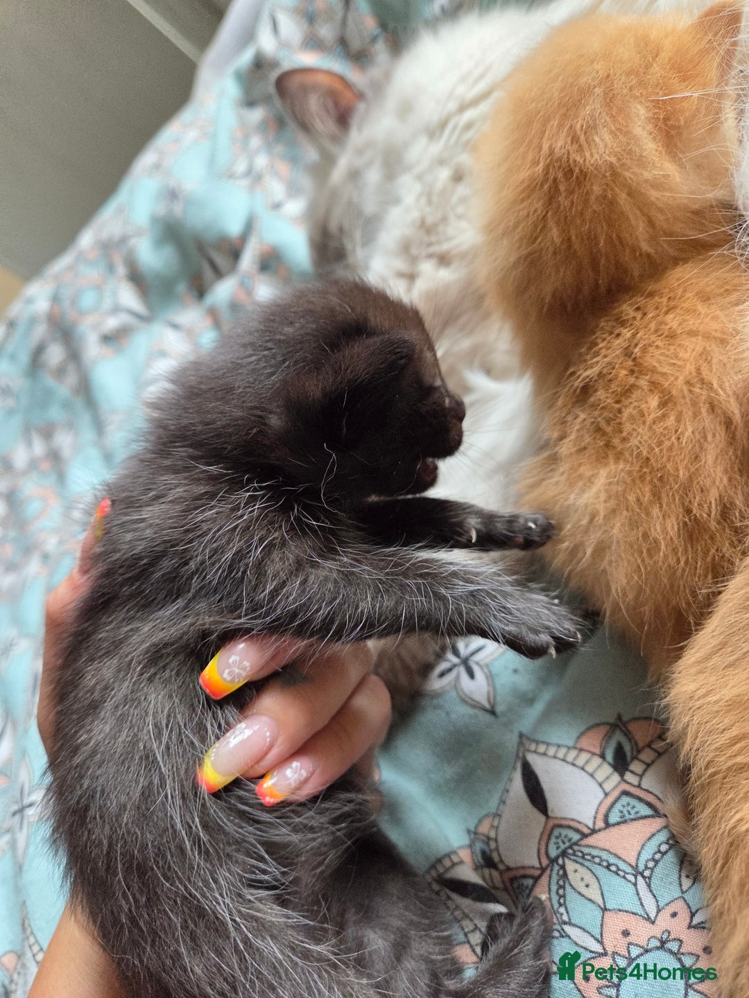 Ragdoll cats for sale: Ragdoll x tabby cat - Image 26