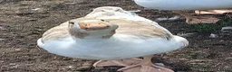 Geese poultry for sale: Young Geese for Sale - Advert 2
