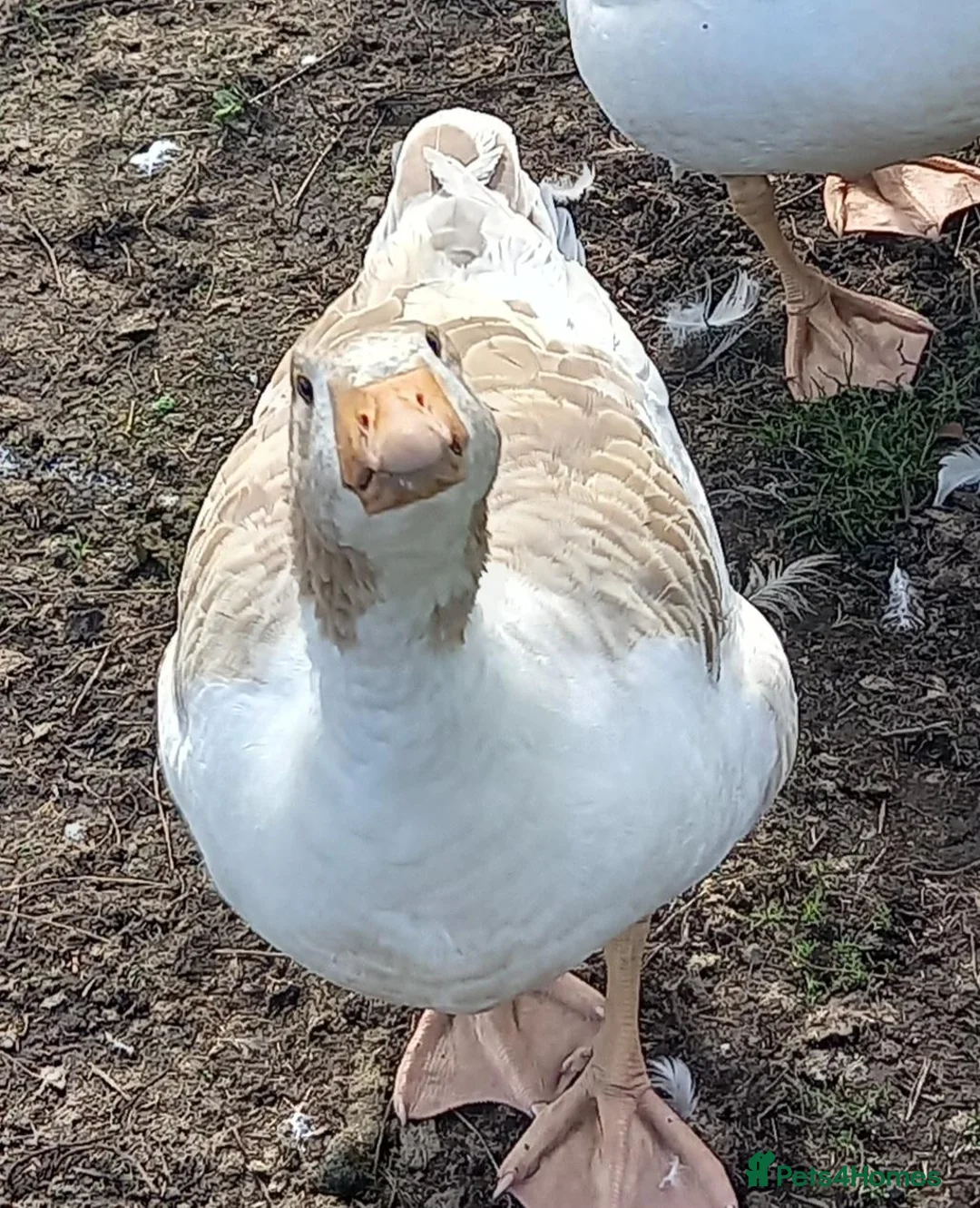 Geese poultry for sale: Young Geese for Sale - Advert 2