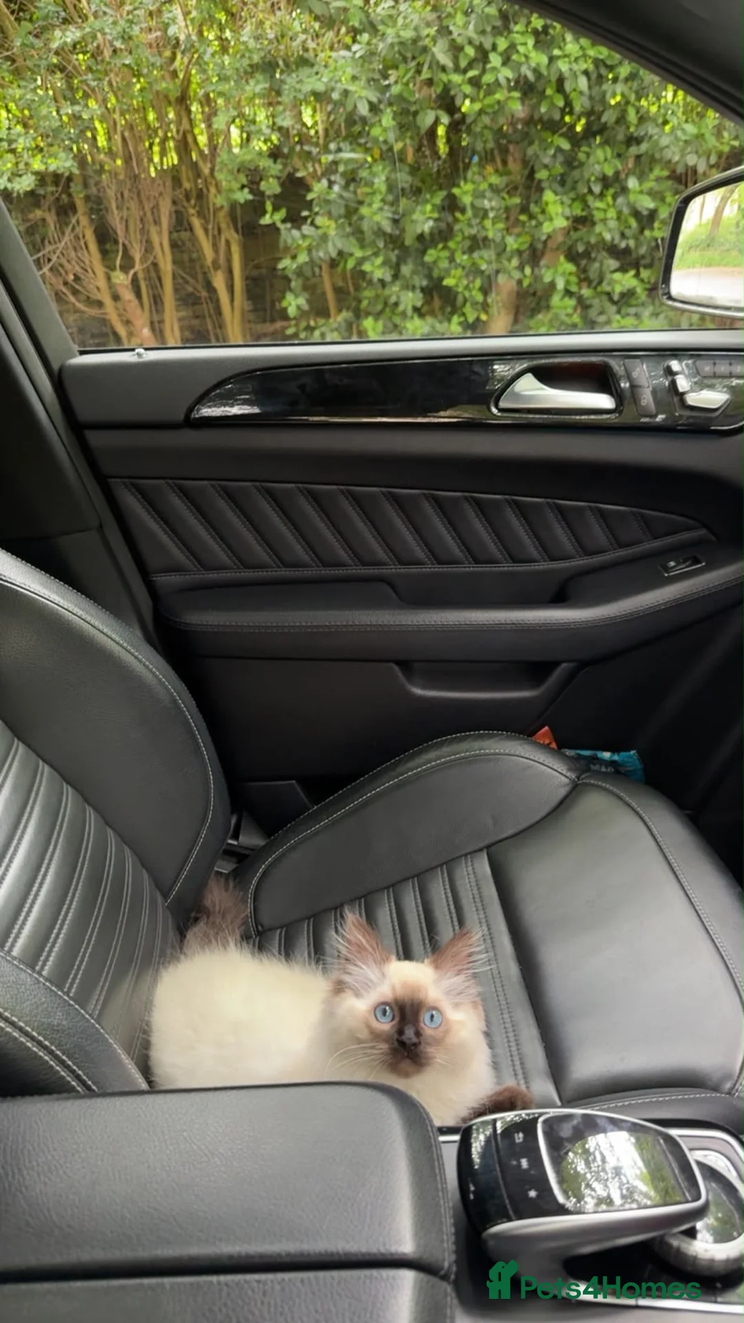 Ragdoll cats for sale: Ragdoll - Advert 2
