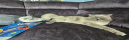 Ragdoll cats for sale: Lovely Litter of 3 Kittens Looking for Loving Home - Advert 22