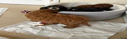 Cavapoo dogs for sale: Stunning health checked Cavapoo puppies  - Advert 11