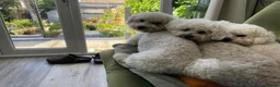 Poochon dogs for sale: Perfect poochon Perfection  in Colchester - Advert 19