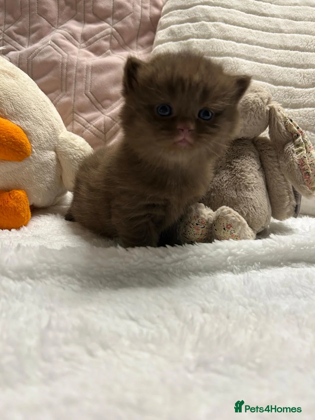 British Shorthair cats for sale: GCCF BRITISH SHORTHAIRS ALL RESERVED - Advert 14