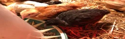Chickens poultry for sale: Happy, healthy, sexed pullet chicks. - Advert 8