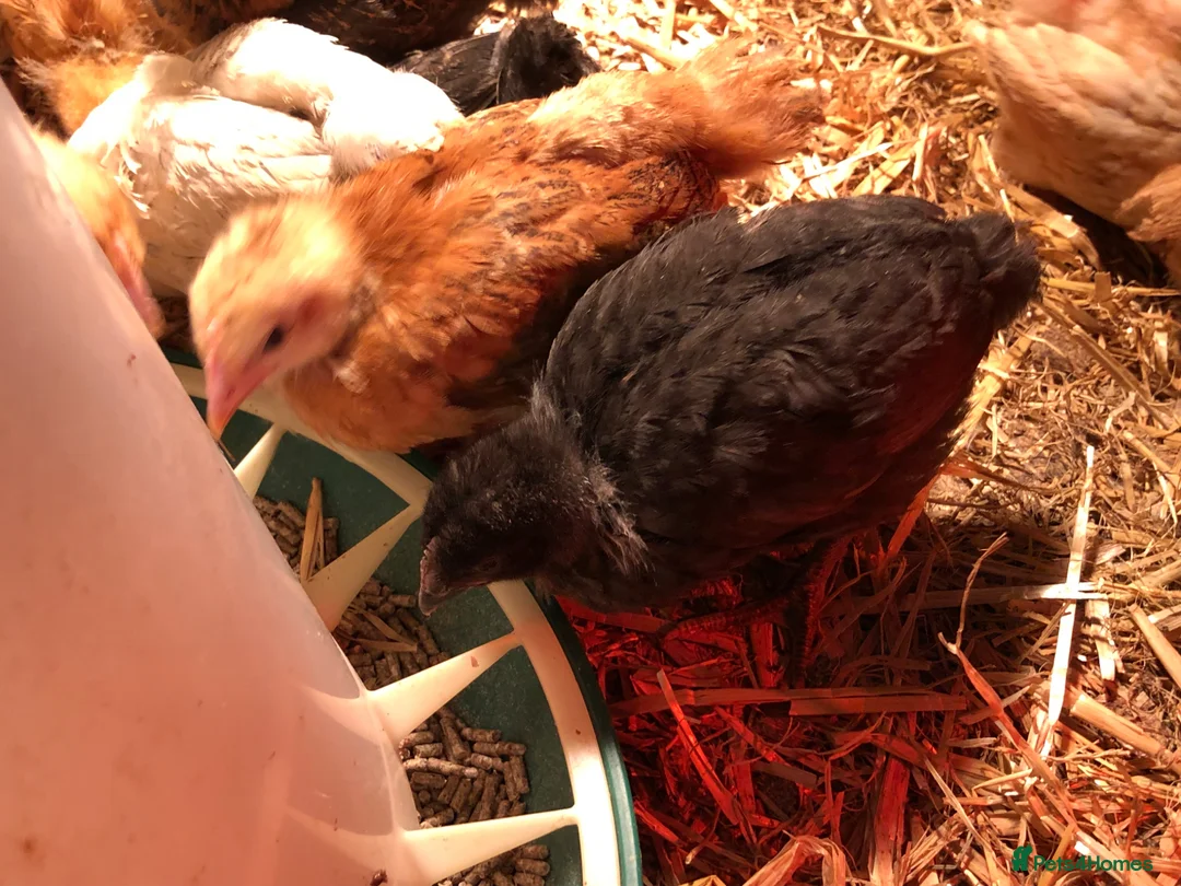 Chickens poultry for sale: Happy, healthy, sexed pullet chicks. - Advert 8