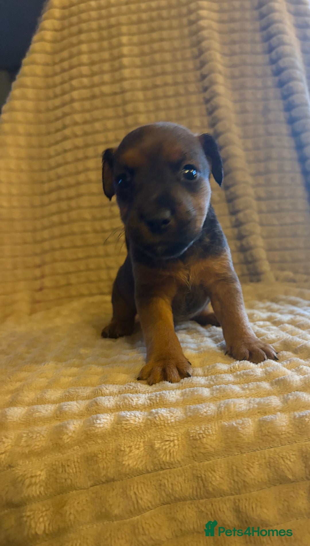 Mixed Breed dogs for sale: 6 Lakeland x Russell puppies  - Advert 14