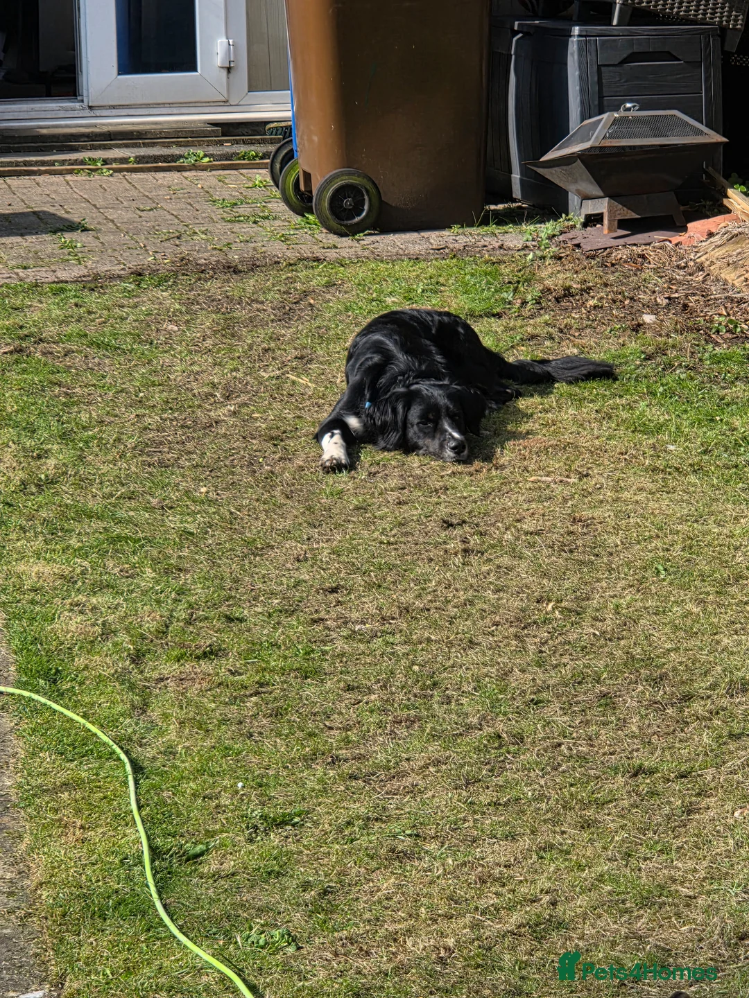 Sprollie dogs for sale: Loved family pet needs a new home in Leigh - Advert 5