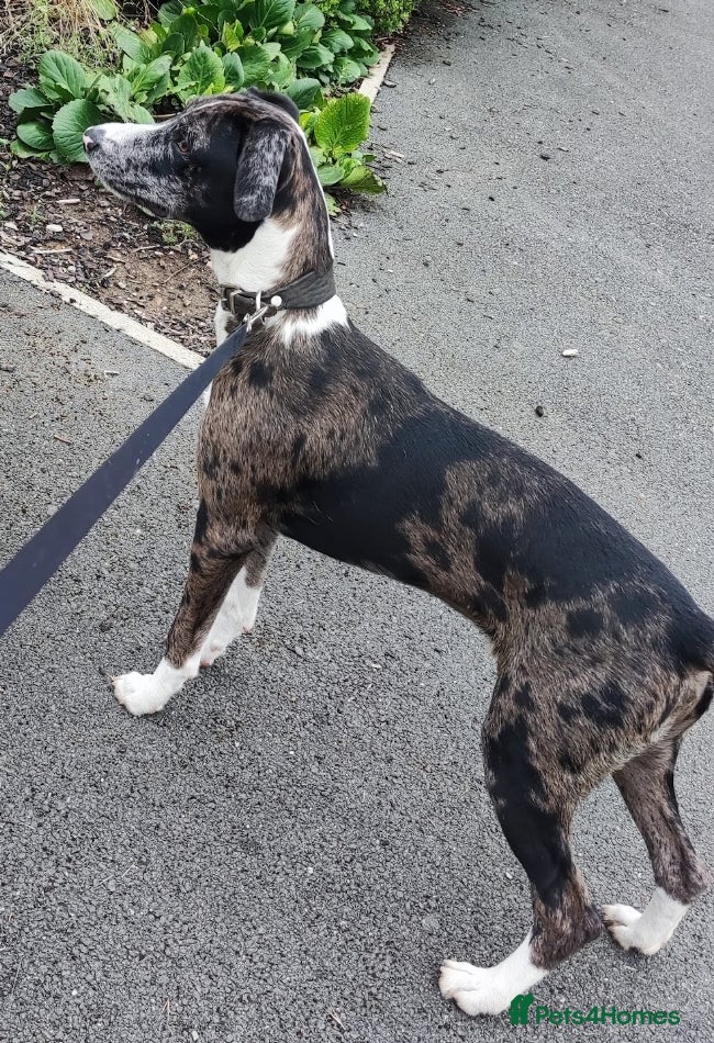 Mixed Breed dogs Whippet x pup  - Advert 18