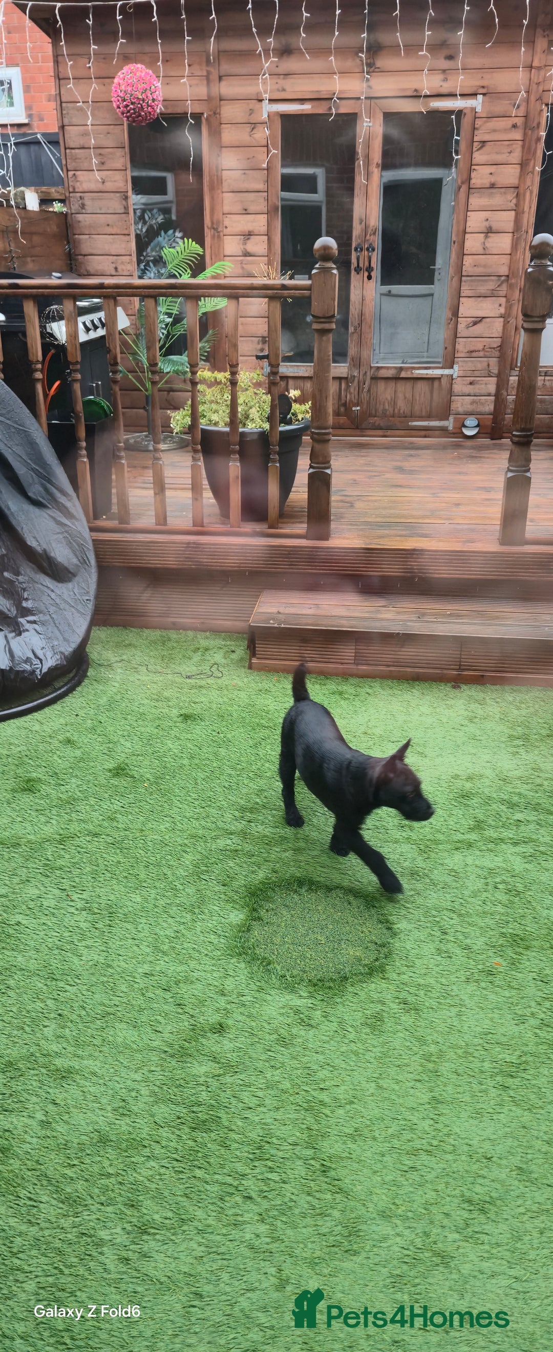 Patterdale Terrier dogs for sale: Patterdale Terrier  - Advert 5