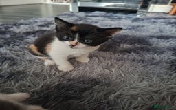 Mixed Breed cats for sale: Beautiful fluffy kittens for sale - Image 10
