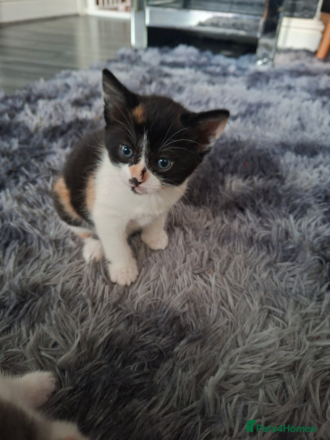 Mixed Breed cats for sale: Beautiful fluffy kittens for sale - Image 10