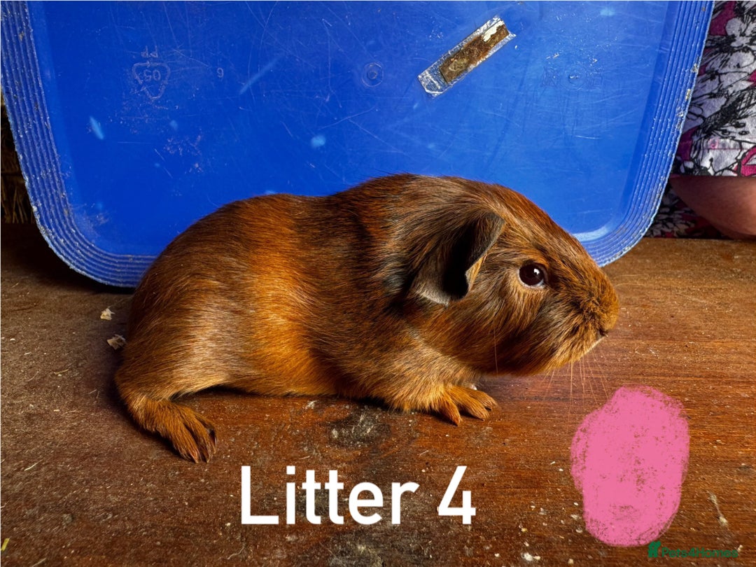 Guinea Pig rodents for sale: Baby Guinea Pigs For Sale - Image 10