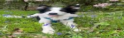 Border Collie dogs for stud: Proven Border Collie Mix Stud in Alfreton - Advert 4