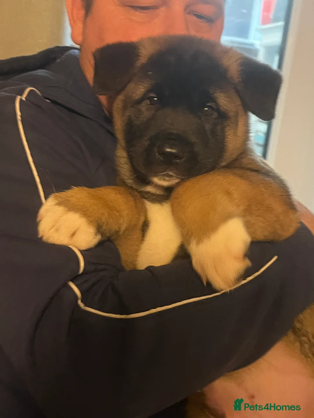 Akita dogs for sale: Akita puppies 1 male 1 female in Doncaster - Advert 7