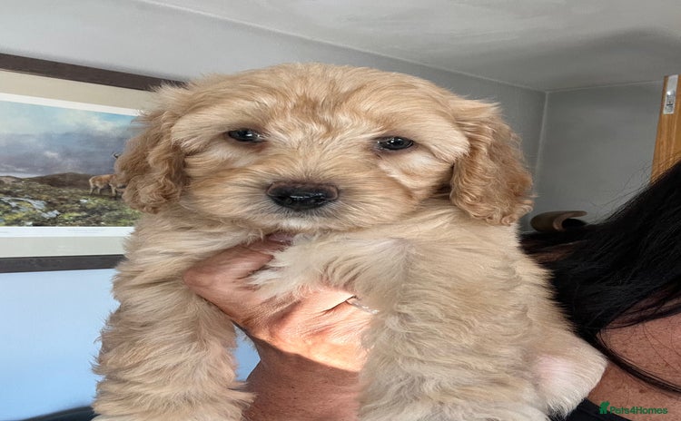 Cavapoochon dogs - Advert 1