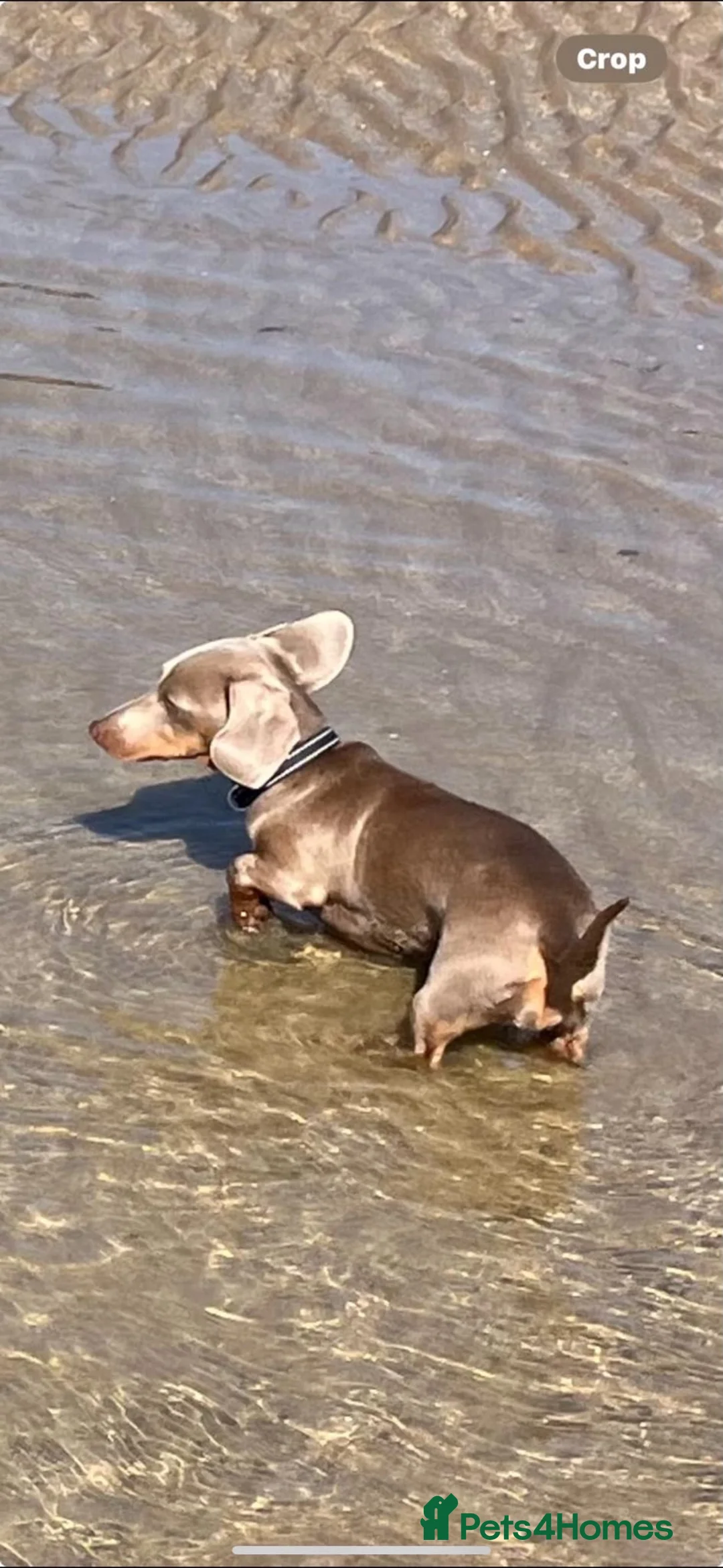 Miniature Dachshund dogs for sale: Gorgeous KC Miniature Dachshund Puppies  - Advert 2