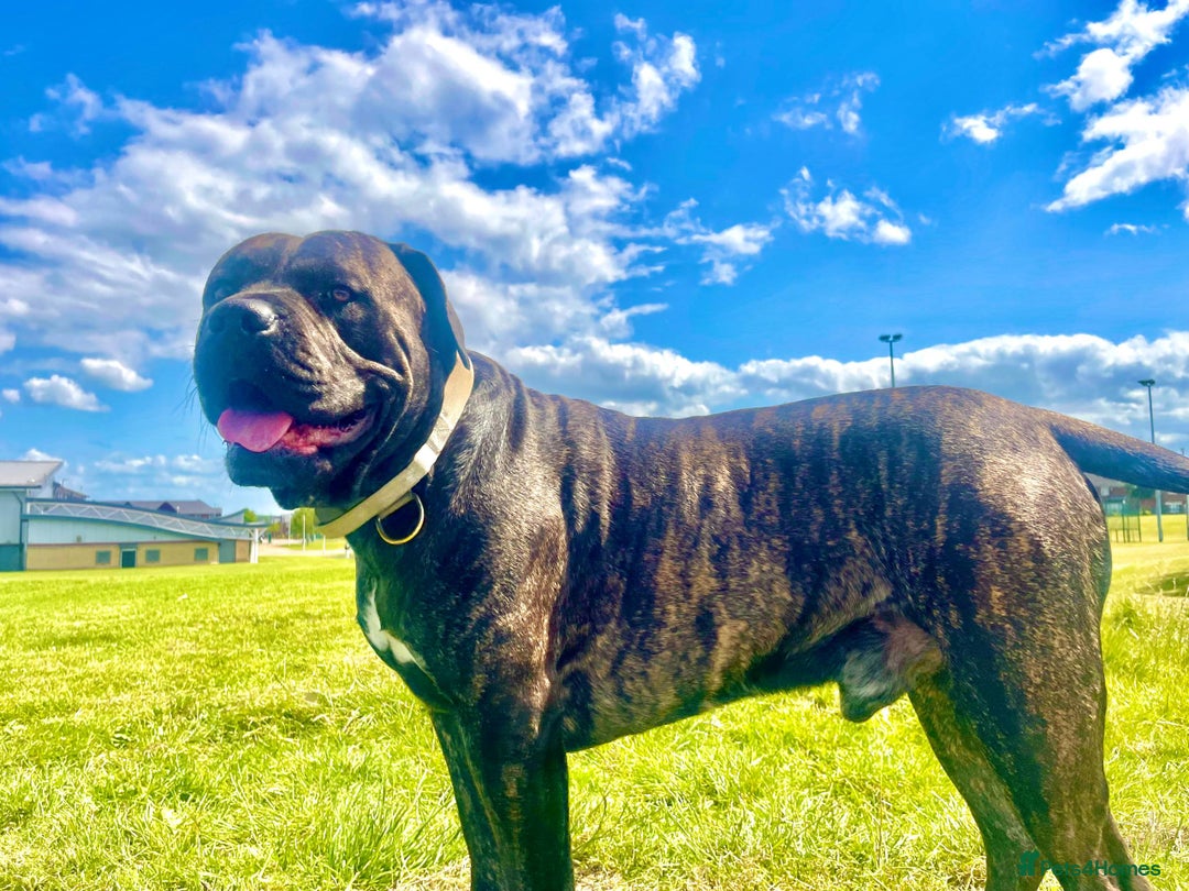 Cane Corso dogs for stud: 2 year old Corso for stud With options  - Image 4