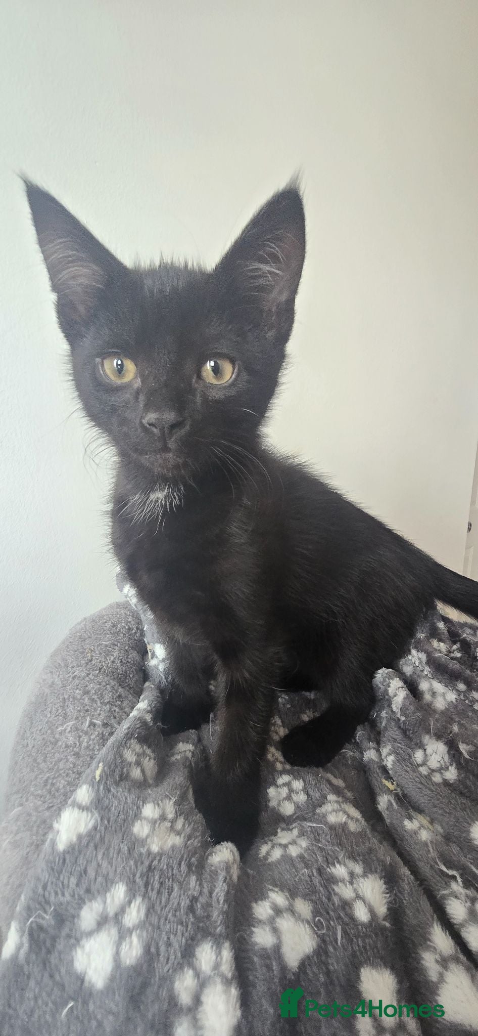 Mixed Breed cats Last boy kitten  - Advert 12